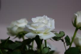 DSC02949.JPG
