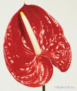 Anthurium.jpg