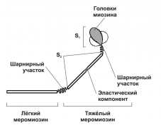 Meromyosin_07_04_002_08.png