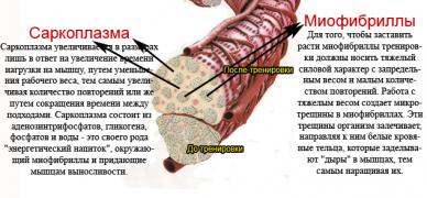 Myofibrilar_Hypertrophy_vs_Sarcoplasmic_Hyperthrophy_002.jpg