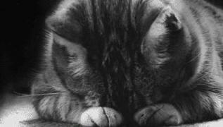 funny-pictures-sad-cat-blackandwhit.jpg