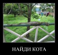 найди кота.jpg