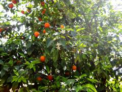 DSC04841.jpg