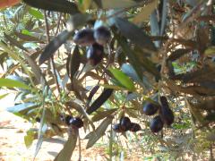 DSC04836.jpg