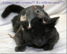 catandmouse_3 copy.jpg