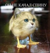 котег copy.jpg