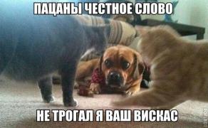 yumora-nemnogo-kartinki-smeshnye-kartinki-fotoprikoly_939666752.jpg