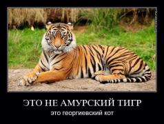 1033858_original.jpg
