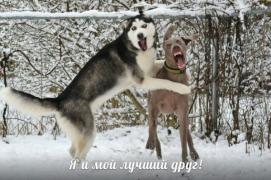 yumora-nemnogo-kartinki-smeshnye-kartinki-fotoprikoly_6162262536.jpg
