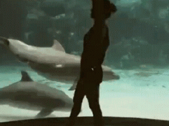 дельфин.gif