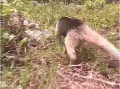 броненосец.gif