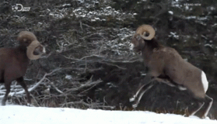 бараны.gif