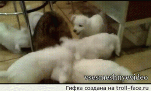 щенки.gif