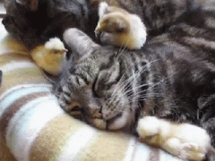 кот и цыпа.gif