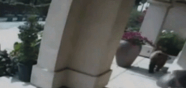 медведь3.gif