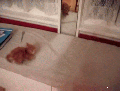 зеркало и котенок.gif
