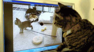 кот и комп.gif