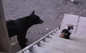 кот и медведь.gif