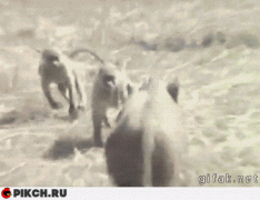 охота.gif
