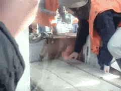 морские свинки.gif