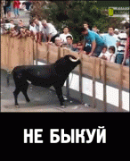 бык.gif