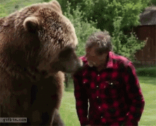медведь2.gif
