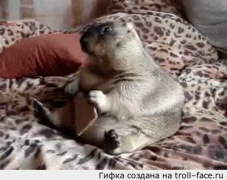 грызун.gif