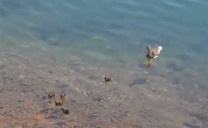 щука.gif