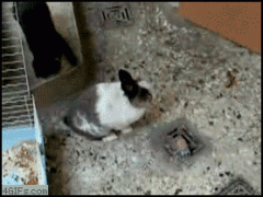 кролик1.gif