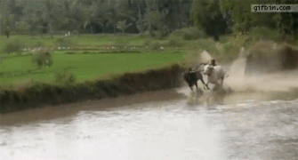 родео.gif