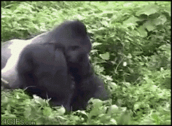 обезьяна1.gif