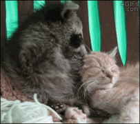 барсук.gif