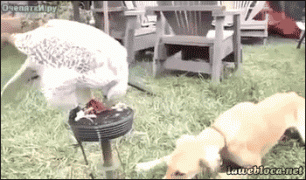 пес и коршун.gif