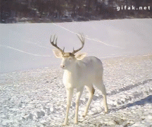 олень2.gif