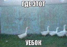 гуси.jpg