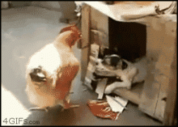 петух.gif