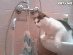 кот и кран.gif