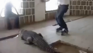 крокодил2.gif