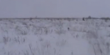 заяц2.gif