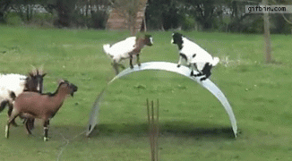 козы1.gif