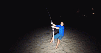акула1.gif