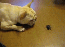 жук.gif