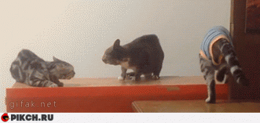 коты дерутся.gif