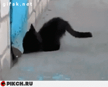 кот и собака.gif