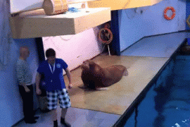 морж.gif