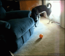 кот упал.gif