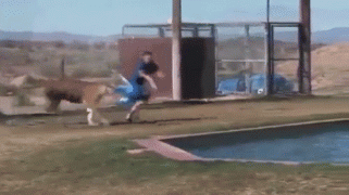 тигр.gif