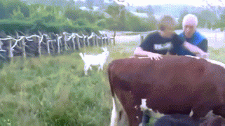 корова1.gif