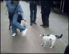 кот и пес1.gif