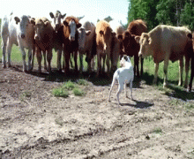 пес и коровы.gif